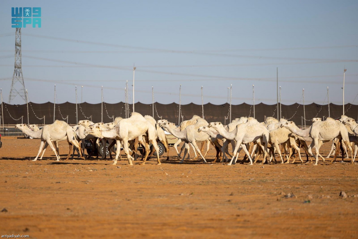 انطلاقة مزاد الإبل
