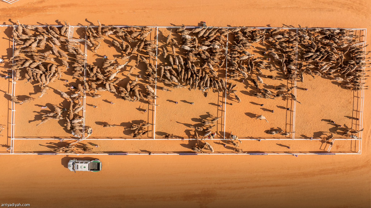 منافسات اليوم 25