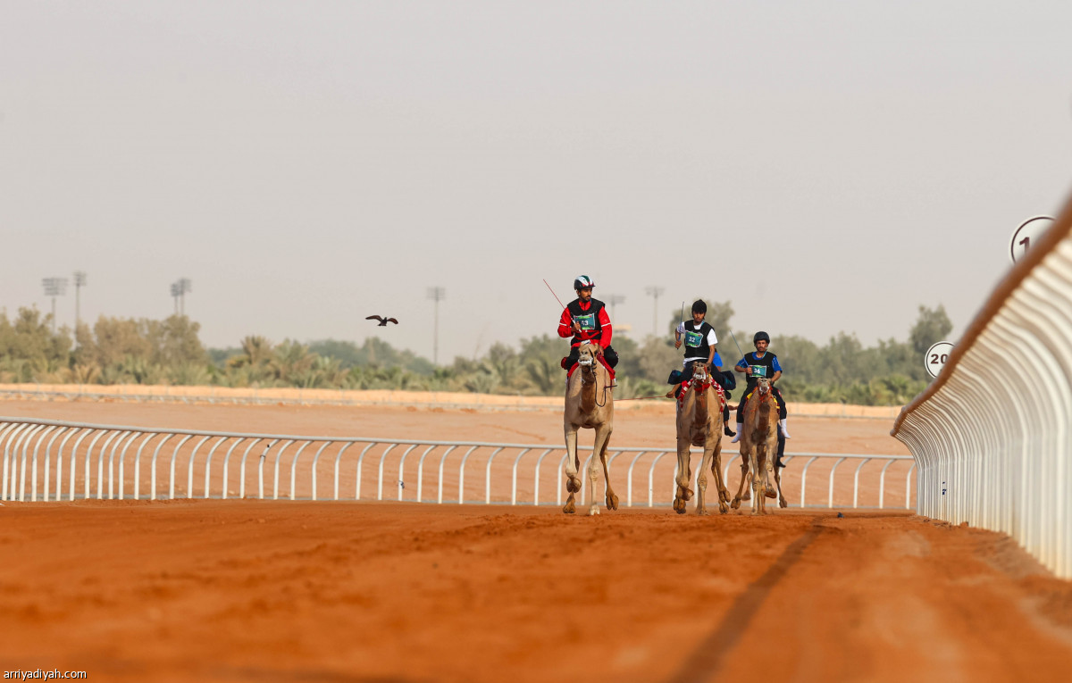 منافسات الهجن